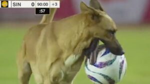 ¿Quién es este crack? Perrito interrumpe el Alebrijes vs Dorados y hace estallar el ‘olé’ de la afición