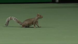 ¡Un invitado adorable! Ardilla invade cancha en el US Open y obliga repetición de punto