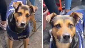 Esto fue lo que la Sedena hizo con el perrito que se coló en el Desfile del 16 de septiembre